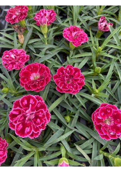 Kokulu Kırmızı Bodur Karanfil Bitkisi 1 Adet Saksılı 20-40 Cm Dianthus Caryophyllus Red