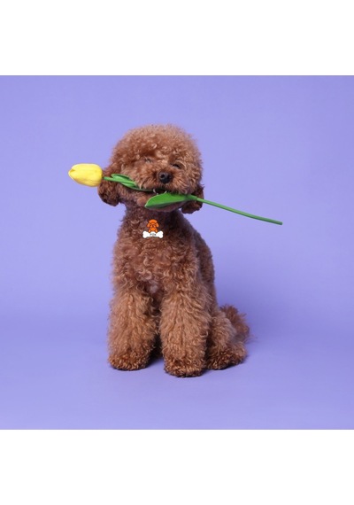 Majo Poodle İsimlik