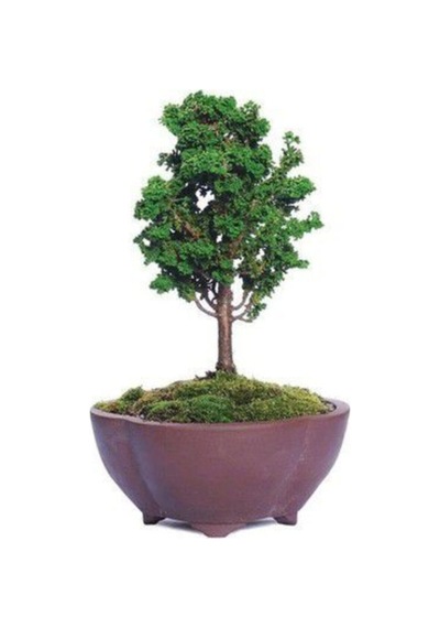 Nadir Ithal Selvi Bonzai Ağacı Tohumu 5 Tohum Bonsai Tohumu