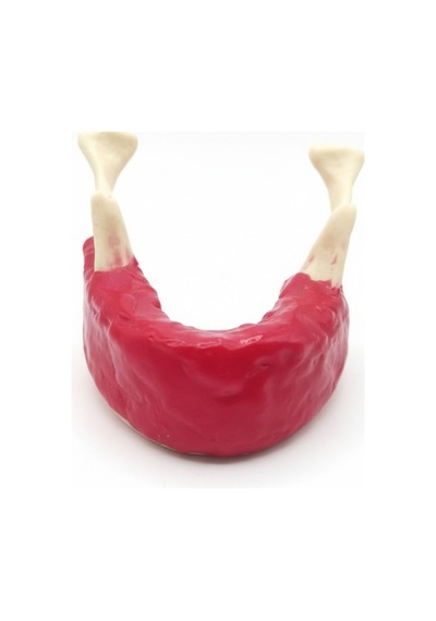 Diş Hekimliği Öğrenci Eğitim Modeli - Alt Çene Mandibula İmplant Çalışma Seti