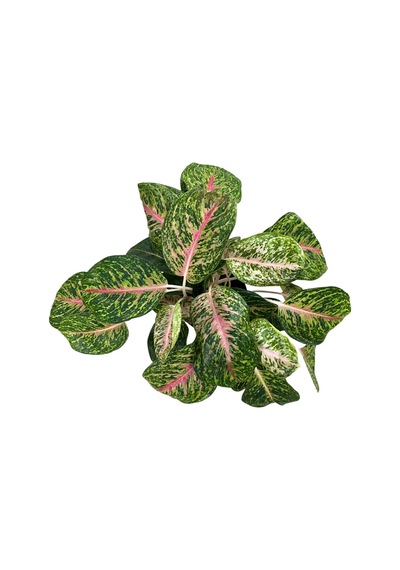 Aglaonema 'spring Red' Çin Herdemyeşili