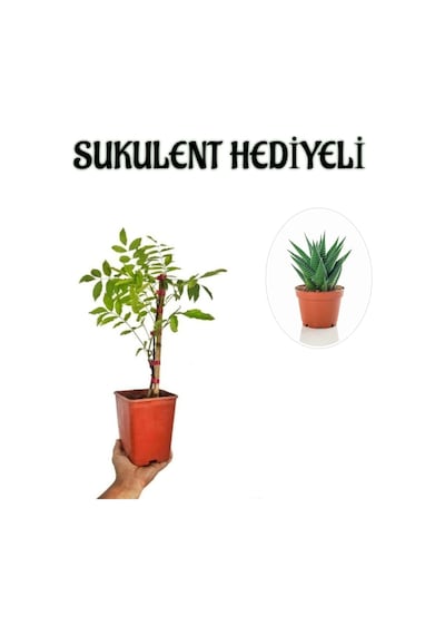 Mor Salkım Ağacı Fidanı Sevgililer Gününe Özel Sukulent Hediyeli