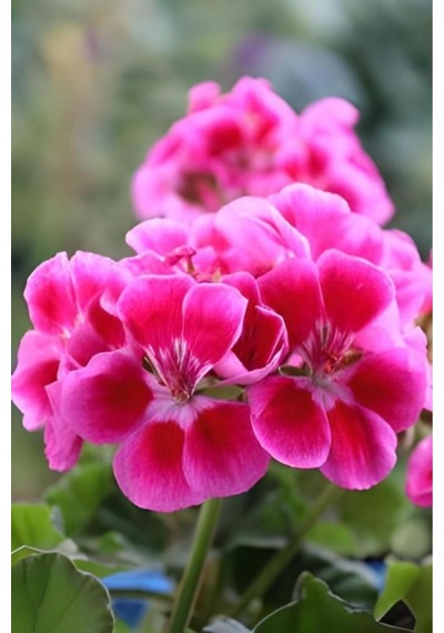 Açık Pembe Ceylangözü Sardunya Çiçeği Fidanı 10-20 Cm