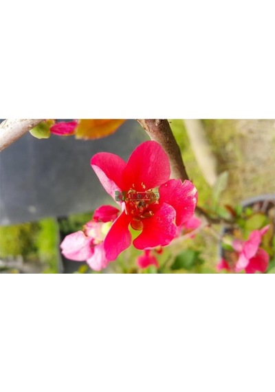Şeker Kırmızı Chaenomeles Japon Ayvası Bahar Dalı Fidanı 30-50 Cm