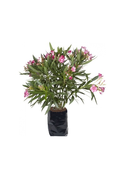 Pembe Çiçekli Zakkum Fidanı 20-40 Cm