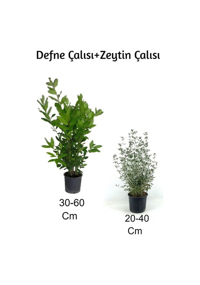 Defne Çalısı+ Zeytin Çalısı 2'li Set Dış Mekan Bitkisi