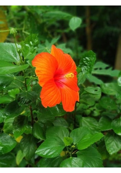 Videolu Japon Gülü Çiçeği Fidanı 3'lü Sarı Kırmızı Turuncu 40-60 Cm Saksılı Çiçekli Bodur Hibiscus