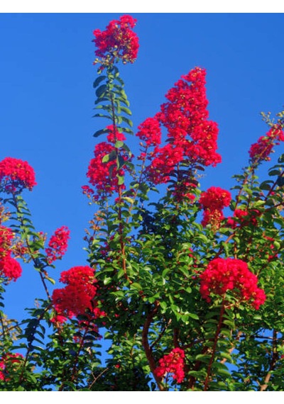 Videolu Pembe Oya Ağacı Çiçeği Fidanı 10 Adet Ayrı Saksılı Lagerstroemia İndica