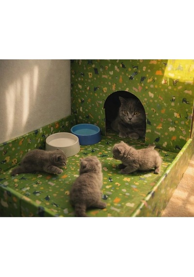 Kedi Evi Karton Baskılı Ve Bahçeli Genişlik 35cm Uzunluk 48cm Derinlik 58cm