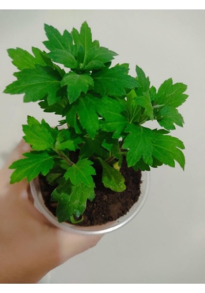Kasımpatı Çiçeği Fidesi 10-20 Cm Tomurcuklu