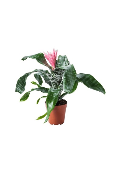 Aechmea Fasciata - Eşmeya Bitkisi - Kupa Çiçeği