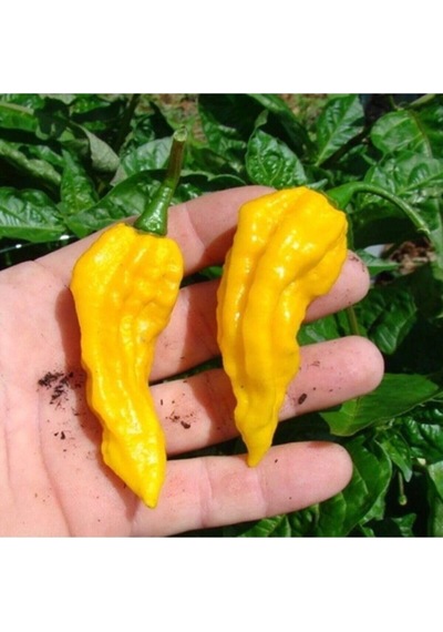 Tohum Dünyam 10 Adet Sarı Bhut Jolokia Biber Tohumu