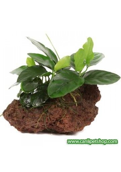 Anubias Barteri Var. Nana 1 Ad 4-5 Yaprak