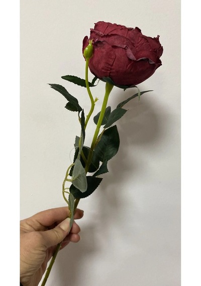 Kırmızı Austın Gülü 60cm Alev Kırmızı