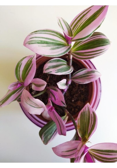 Pembe Telgraf Çiçeği Nanouk Telgraf Çiçeği Tradescantia Nanouk 9 Cm'lik Saksıda