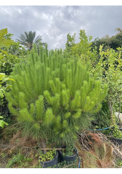 Saksılı Fıstık Çamı Fidanı 5 Yaşında Pinus Pinea