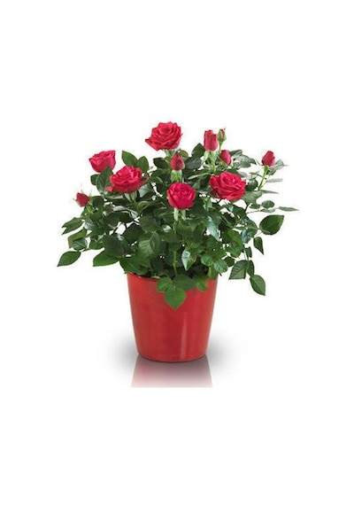 Yediveren Saksılı Kırmızı Gül –20-30cm