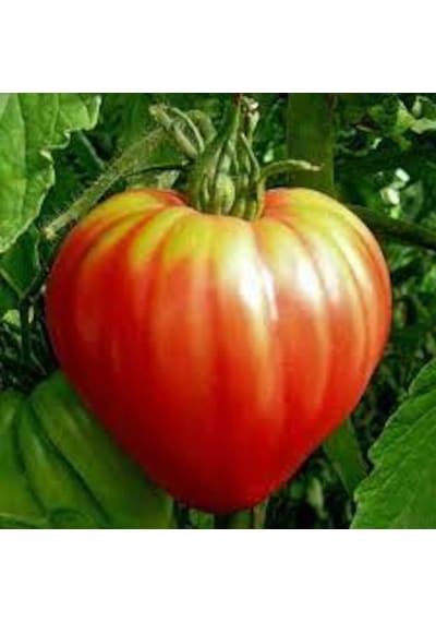 100 Adet Tohum Sırık Bulgar Domatesi Tohumu Saksı Toprak Hediye