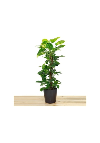 Scindapsus Aureum Bitkisi Sarmaşık 100 Cm