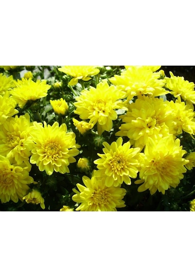 Sarı Kasımpatı Çiçeği Fidanı Saksılı 20-40 Cm