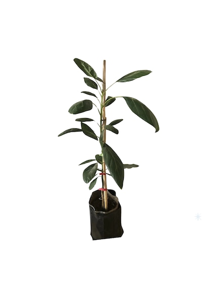 Cox Shine Mersin Tüplü Aşılı Has Avokado Fidanı 60-80 Cm 2-3 Yaş