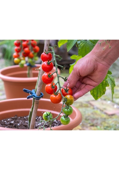 Lexroo Totem Cherry Domates Tohumu 25+ Tohum Mini Cherry Domates Bitkisi Standart