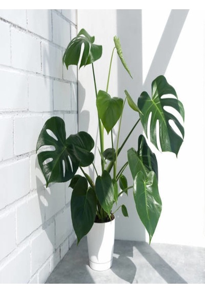 Deve Tabanı Bitkisi - Monstera Deliciosa-ithal 35-50 Cm Dolgun Formlu Iç Mekan