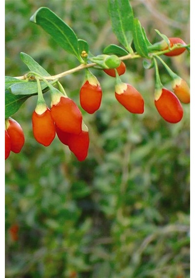 Goji Berry(Kurt Üzümü) Fidanı