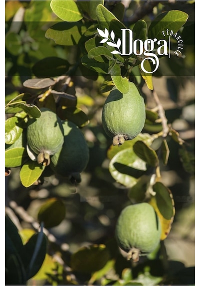 Tüplü Feijoa Kaymak Ağacı Fidanı 3 Yaş