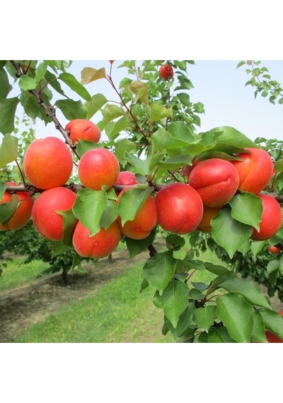 Tüplü Yüksek Verimli Zaiges Red Kırmızı Kayısı Fidanı