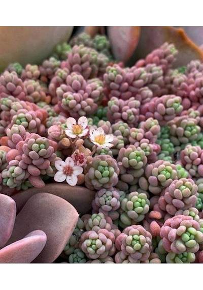 10 Adet Sedum Dasyphyllum Succulent Tohumu