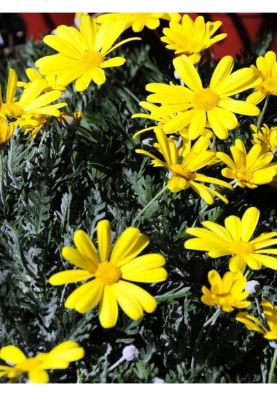 Yere Yayılan Sarı Çalı Papatyası 1 Adet Saksılı/ Tüplü 20-40 Cm Yellow Daisy Bush