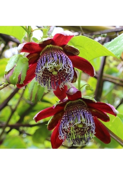 Tohumculuk Karışık Renkli Passiflora Çiçeği Tohumu 5 Tohum