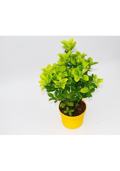 Gold Taflan Çiçeği Fidanı 25-45 Cm Saksılı Çiçekli Bodur Bitkiler Golden Euonymus