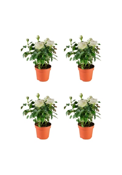 Videolu Chopin Gül Beyaz Renkli 40 60 Cm 1 Adet Saksılı Bahçe Güzeli Aşılı Gül White Rose