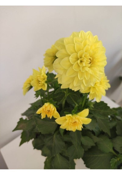 Yıldız Çiçeği - Dahlia Ikili Saksılı Set