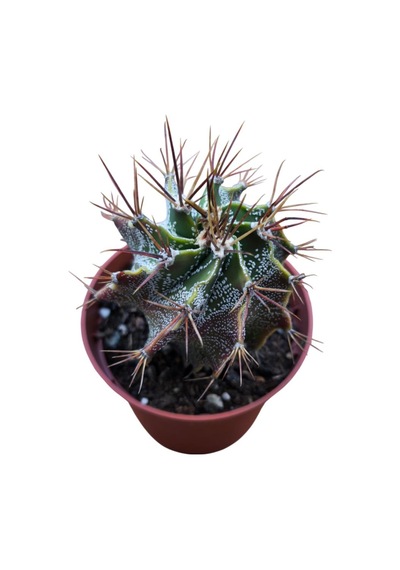 Özel Tür Astro Kaktüs Astrophytum Ornatum 8,5 Cm Lik Saksıda