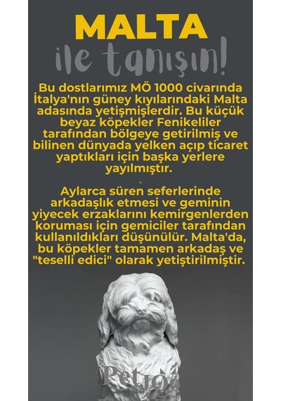 Petjoo 12.Malta Gri-Sarı Qr'lı Köpek Künyesi