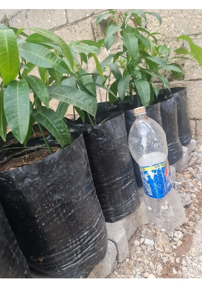 Mango Fidanı Mangifera İndica L.. 50-60 Cm. Tüplü