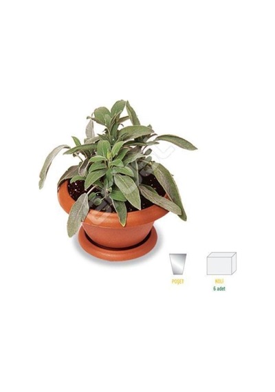Salvia Culinaria Adaçayı Şalba Fidanı 10-20 Cm