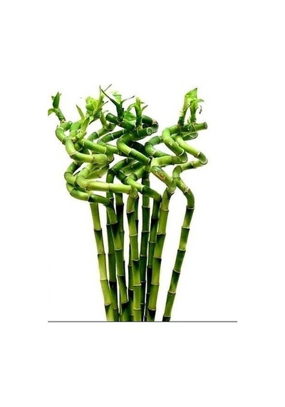 Şans Bambusu 3 Adet - 1 Metre Lucky Bamboo N11.6215