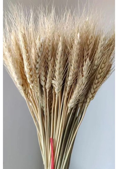 Naturel Başak Demeti Süslük Vazoluk Kuru Çiçek Buketi