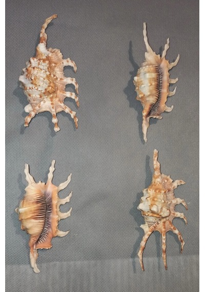 Scorpion Conch Akrep Deniz Kabuğu 10sc