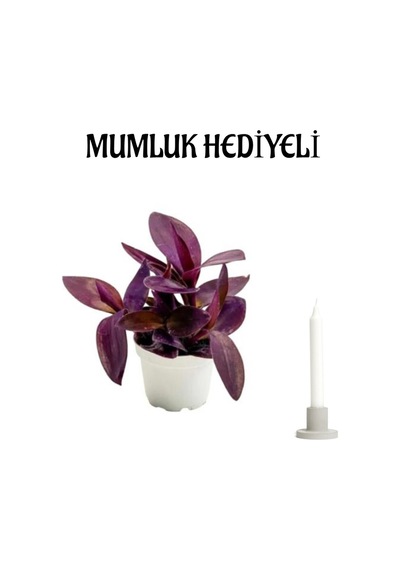 Mor Telgraf Kara Sevda Çiçeği Sevgililer Günü Hediyesi Mumluk Hediyeli Bitki