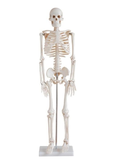 ECE İnsan İskeleti Modeli 85cm Eğitim Amaçlı Doğal Kemik Renginde
