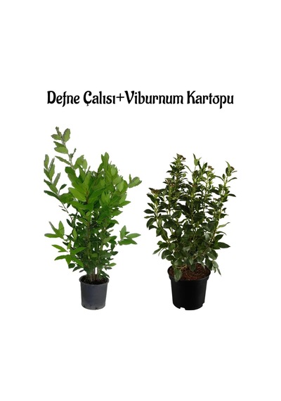 Kokulu Defne Çalısı Fidanı+viburnum Kartopu Çiçeği 2'li Set Saksılı Bahçe Bitkisi