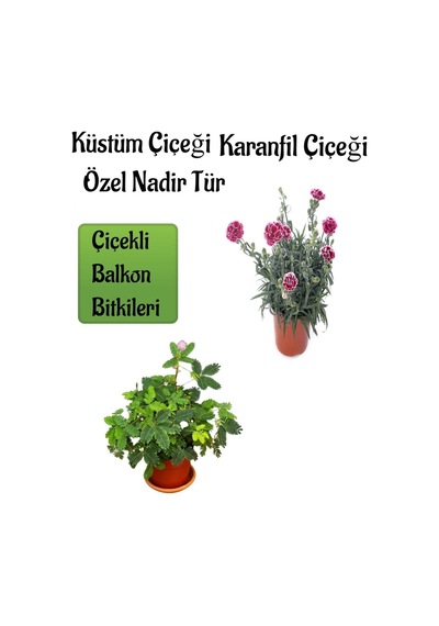 Küstüm Çiçeği 1 Adet 4 Kök 8/10cm + Ebruli Karanfil Çiçeği 10-15cm
