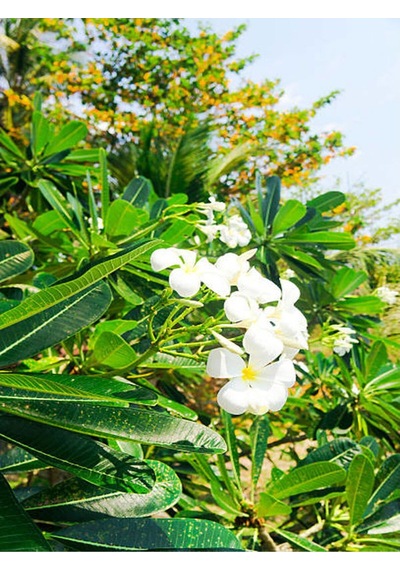 Ada Yasemini Yoğun Kokulu 70-120 Cm Saksılı/tüplü Dış Mekan Bitkileri Oleander