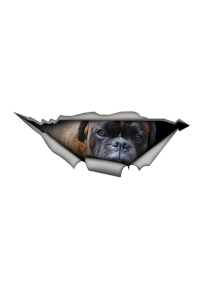 Brindle Alman Boxer Sticker Yapıştırma 20 Cm