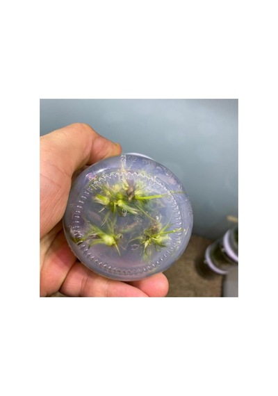 Echinodorus Rose In Vitro Canlı Bitki